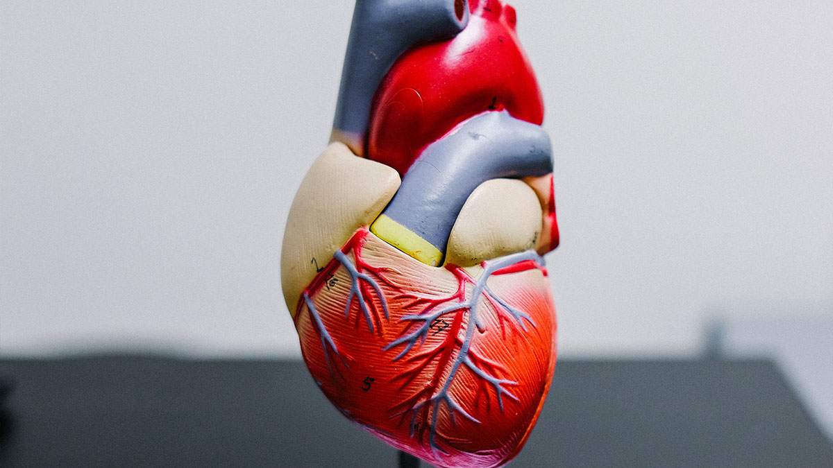Heart Experts Programme